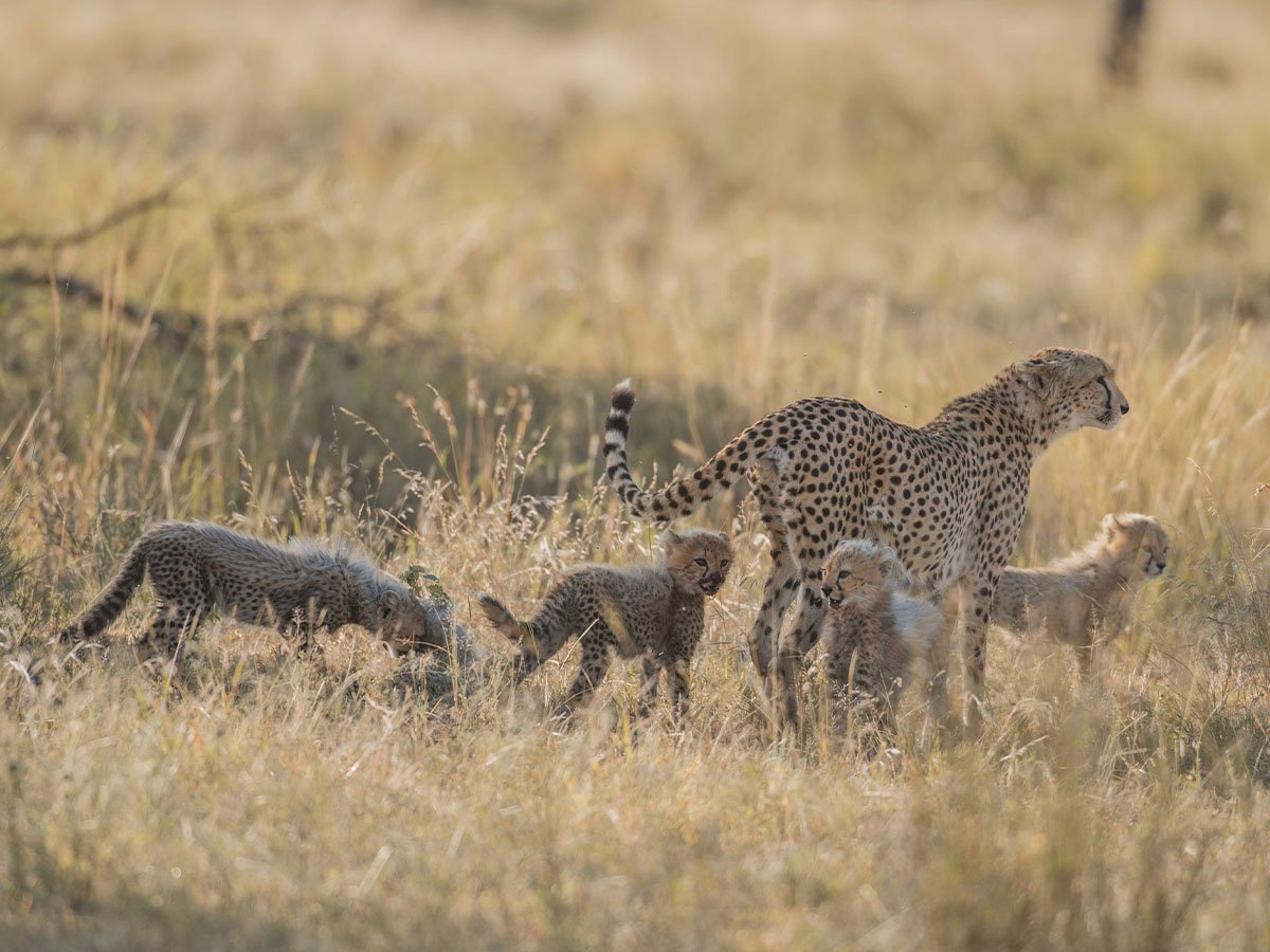 Cheetah and cubs on the open plains of Tanzania