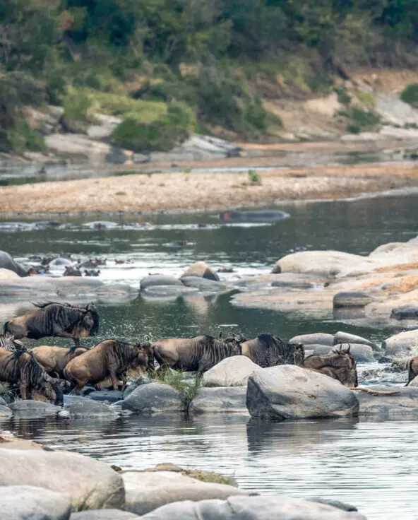 7 Day Serengeti Great Migration Safari