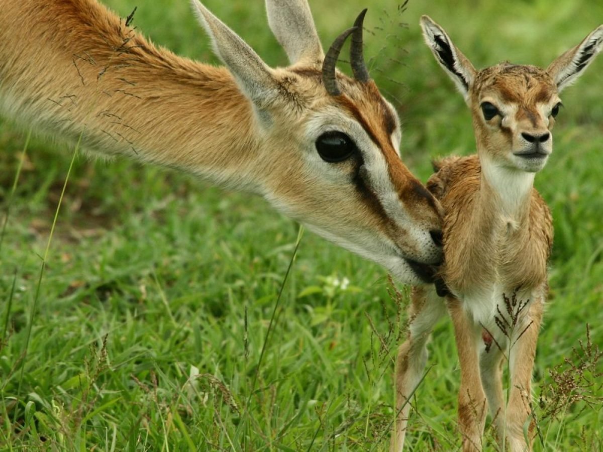 4 Day Safari Manyara, Ngorongoro, Southern Serengeti